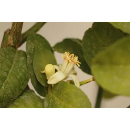 Buddha keze citrom CITRUS MEDICA (CEDRO) ”DIGITATA” LV 12