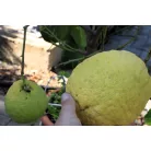 Buddha keze citrom CITRUS MEDICA (CEDRO) ”DIGITATA” LV 12