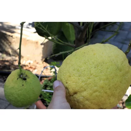 Buddha keze citrom CITRUS MEDICA (CEDRO) ”DIGITATA” LV 12