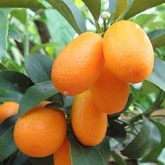 Kumquat CITRUS FORTUNELLA JAPONICA (KUMKUAT) LV 12 60/80