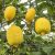 Citromfa CITRUS  LIMONUM (LIMONE) LV 12 60/80