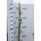 Pampafű 5 lit. CORTADERIA (GYNERIUM) SELLOANA ROSEA CLT. 5