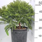 Törpe gömb japánciprus CRYPTOMERIA JAPONICA GLOBOSA NANA CLT. 5