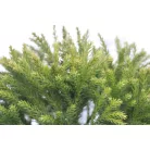 Törpe gömb japánciprus CRYPTOMERIA JAPONICA GLOBOSA NANA CLT. 5