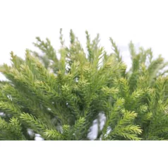   Törpe gömb japánciprus CRYPTOMERIA JAPONICA GLOBOSA NANA CLT. 5