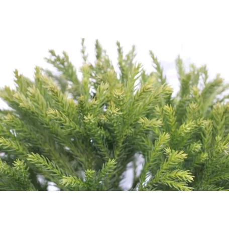 Törpe gömb japánciprus CRYPTOMERIA JAPONICA GLOBOSA NANA CLT. 5