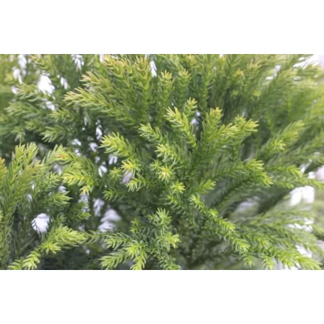 Törpe gömb japánciprus CRYPTOMERIA JAPONICA GLOBOSA NANA CLT. 5