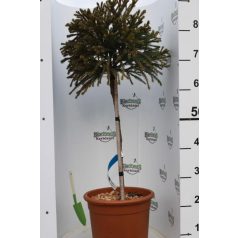   Törzses törpe gömb japánciprus CRYPTOMERIA 3 JAPONICA GLOBOSA NANA LV 9 MINI STANDARD