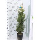 Sárga színű leyland ciprus CUPRESSOCYPARIS LEY. CASTLEWELLAND GOLD Konténeres 10 lit.