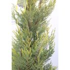 Sárga színű leyland ciprus CUPRESSOCYPARIS LEY. CASTLEWELLAND GOLD Konténeres 10 lit.