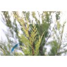 Sárga színű leyland ciprus CUPRESSOCYPARIS LEY. CASTLEWELLAND GOLD Konténeres 15 lit. 150/175