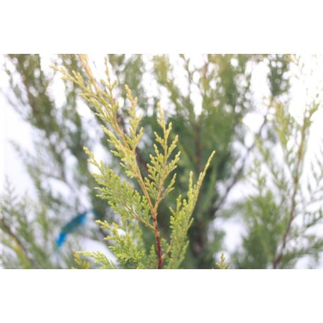 Sárga színű leyland ciprus CUPRESSOCYPARIS LEY. CASTLEWELLAND GOLD Konténeres 15 lit. 150/175