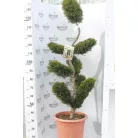 Sárga színű leyland ciprus bonsai CUPRESSOCYPARIS LEY. CASTLEWELLAND GOLD CLT. 30 BONSAI