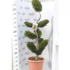   Sárga színű leyland ciprus bonsai CUPRESSOCYPARIS LEY. CASTLEWELLAND GOLD CLT. 30 BONSAI