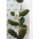 Sárga színű leyland ciprus bonsai CUPRESSOCYPARIS LEY. CASTLEWELLAND GOLD CLT. 30 BONSAI