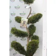   Sárga színű leyland ciprus bonsai CUPRESSOCYPARIS LEY. CASTLEWELLAND GOLD CLT. 30 BONSAI