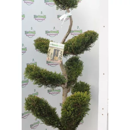 Sárga színű leyland ciprus bonsai CUPRESSOCYPARIS LEY. CASTLEWELLAND GOLD CLT. 30 BONSAI