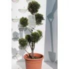 Sárga színű leyland ciprus bonsai CUPRESSOCYPARIS LEY. CASTLEWELLAND GOLD LV 9 POMPONS
