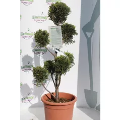   Sárga színű leyland ciprus bonsai CUPRESSOCYPARIS LEY. CASTLEWELLAND GOLD LV 9 POMPONS