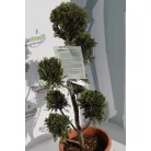 Sárga színű leyland ciprus bonsai CUPRESSOCYPARIS LEY. CASTLEWELLAND GOLD LV 9 POMPONS