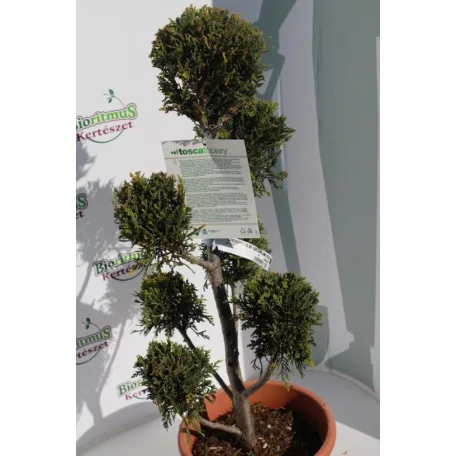 Sárga színű leyland ciprus bonsai CUPRESSOCYPARIS LEY. CASTLEWELLAND GOLD LV 9 POMPONS