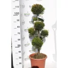Sárga színű leyland ciprus bonsai CUPRESSOCYPARIS LEY. CASTLEWELLAND GOLD LV 14 POMPONS