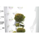 Sárga színű leyland ciprus bonsai CUPRESSOCYPARIS LEY. CASTLEWELLAND GOLD LV 14 POMPONS