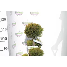   Sárga színű leyland ciprus bonsai CUPRESSOCYPARIS LEY. CASTLEWELLAND GOLD LV 14 POMPONS