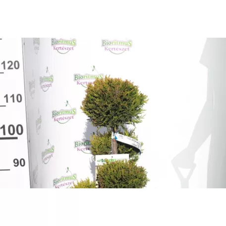 Sárga színű leyland ciprus bonsai CUPRESSOCYPARIS LEY. CASTLEWELLAND GOLD LV 14 POMPONS
