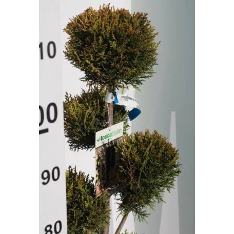 Sárga színű leyland ciprus bonsai CUPRESSOCYPARIS LEY. CASTLEWELLAND GOLD LV 14 POMPONS