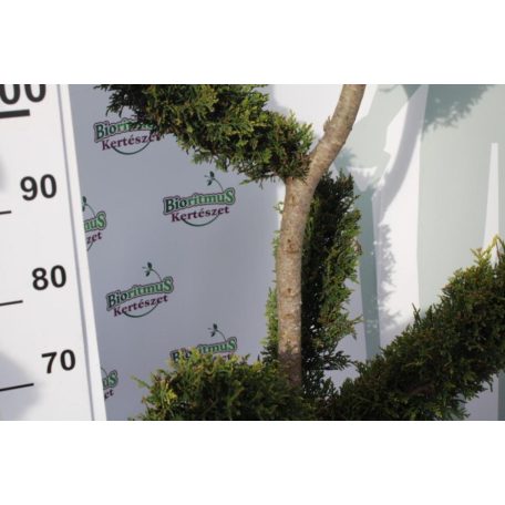 Sárga színű leyland ciprus bonsai CUPRESSOCYPARIS LEY. CASTLEWELLAND GOLD LV 24 130/140 BONSAI