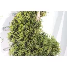 Sárga színű leyland ciprus spirál CUPRESSOCYPARIS LEY. CASTLEWELLAND GOLD LV 30 160/170 SPIRAL