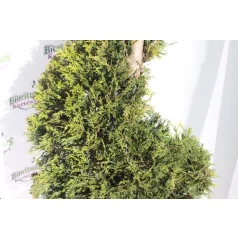   Sárga színű leyland ciprus spirál CUPRESSOCYPARIS LEY. CASTLEWELLAND GOLD LV 30 160/170 SPIRAL