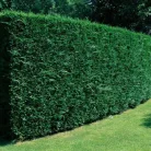 Leyland ciprus Cupressocyparis x leylandii CLT. 3