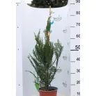 Leyland ciprus Cupressocyparis x leylandii CLT. 3