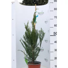 Leyland ciprus Cupressocyparis x leylandii CLT. 3