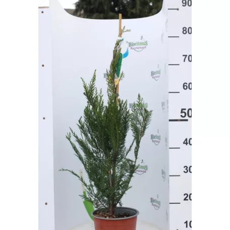 Leyland ciprus Cupressocyparis x leylandii CLT. 3
