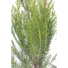Leyland ciprus Cupressocyparis x leylandii CLT. 3