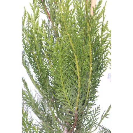 Leyland ciprus Cupressocyparis x leylandii CLT. 3