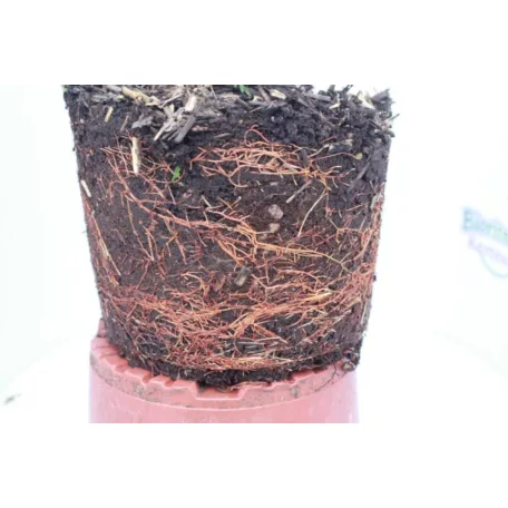 Leyland ciprus Cupressocyparis x leylandii CLT. 3