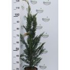 Leyland ciprus Cupressocyparis x leylandii CLT. 5