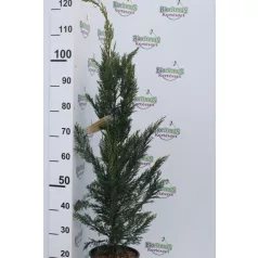 Leyland ciprus Cupressocyparis x leylandii CLT. 5