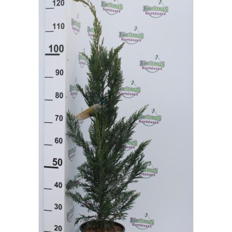 Leyland ciprus Cupressocyparis x leylandii CLT. 5