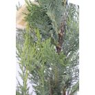 Leyland ciprus Cupressocyparis x leylandii CLT. 5