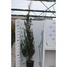 Leyland ciprus Cupressocyparis x leylandii Konténeres 15 lit. 150/175