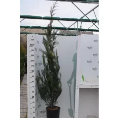   Leyland ciprus Cupressocyparis x leylandii Konténeres 15 lit. 150/175