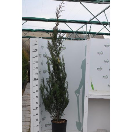 Leyland ciprus Cupressocyparis x leylandii Konténeres 15 lit. 150/175