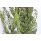 Leyland ciprus Cupressocyparis x leylandii Konténeres 15 lit. 150/175