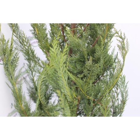 Leyland ciprus Cupressocyparis x leylandii Konténeres 15 lit. 150/175