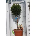 Törzses Leyland ciprus CUPRESSOCYPARIS LEYLANDII BLUE JEANS LV 9 MINI STANDARD
